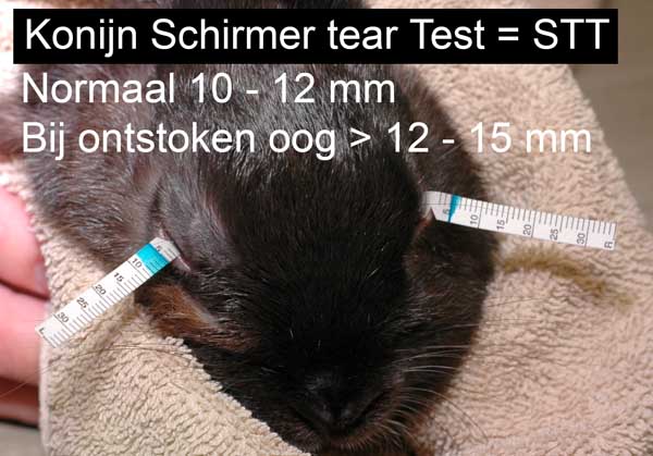 Een konijn met een witting op de cornea STT te laag = KCS of droge ogen, Dierenkliniek Wilhelminapark, Utrecht
